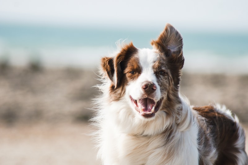 Animais idosos: mais do que geriatria — é sobre vínculo