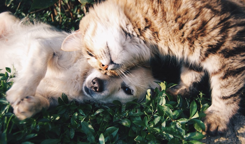 Relação Homem-Animal: quando o comportamento fala o que a clínica ainda não escuta